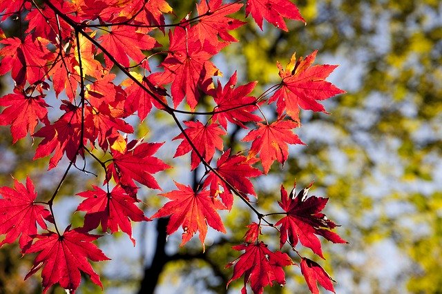 autumn-leaves-2789234_640.jpg