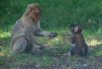 barbary-macaque-4361450_640 (1).jpg